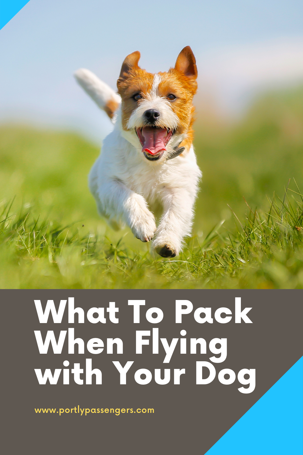 What Can I pack for my dogs Flight? | Portly Passengers