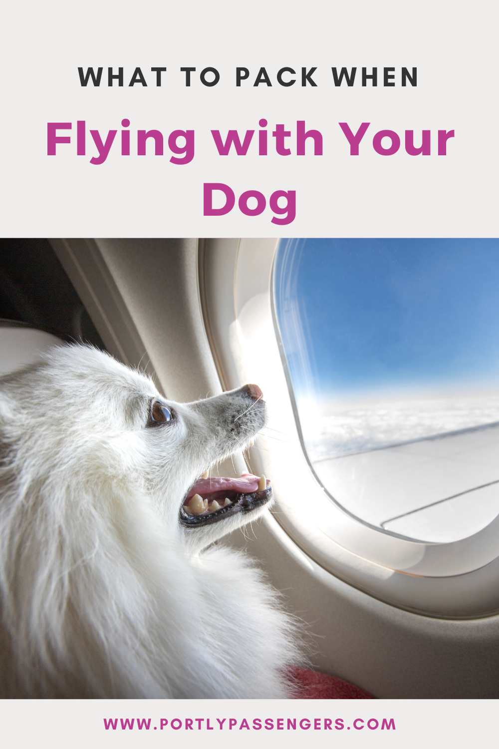 What Can I pack for my dogs Flight? | Portly Passengers