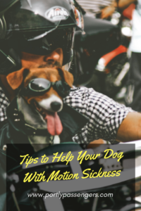 Traveling with your dog can be one of the best things in the world. But if your pup gets motion sick it can become a nightmare. Here are some tips on how to handle motion sickness before, during and after your travels.